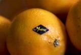 clementine-maroc